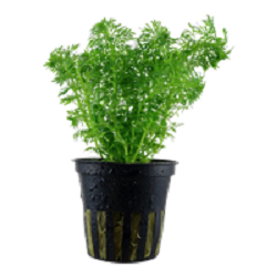 LIMNOPHILA SESSIFLORA