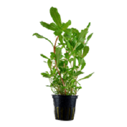 AMMANIA CRASSICAULIS
