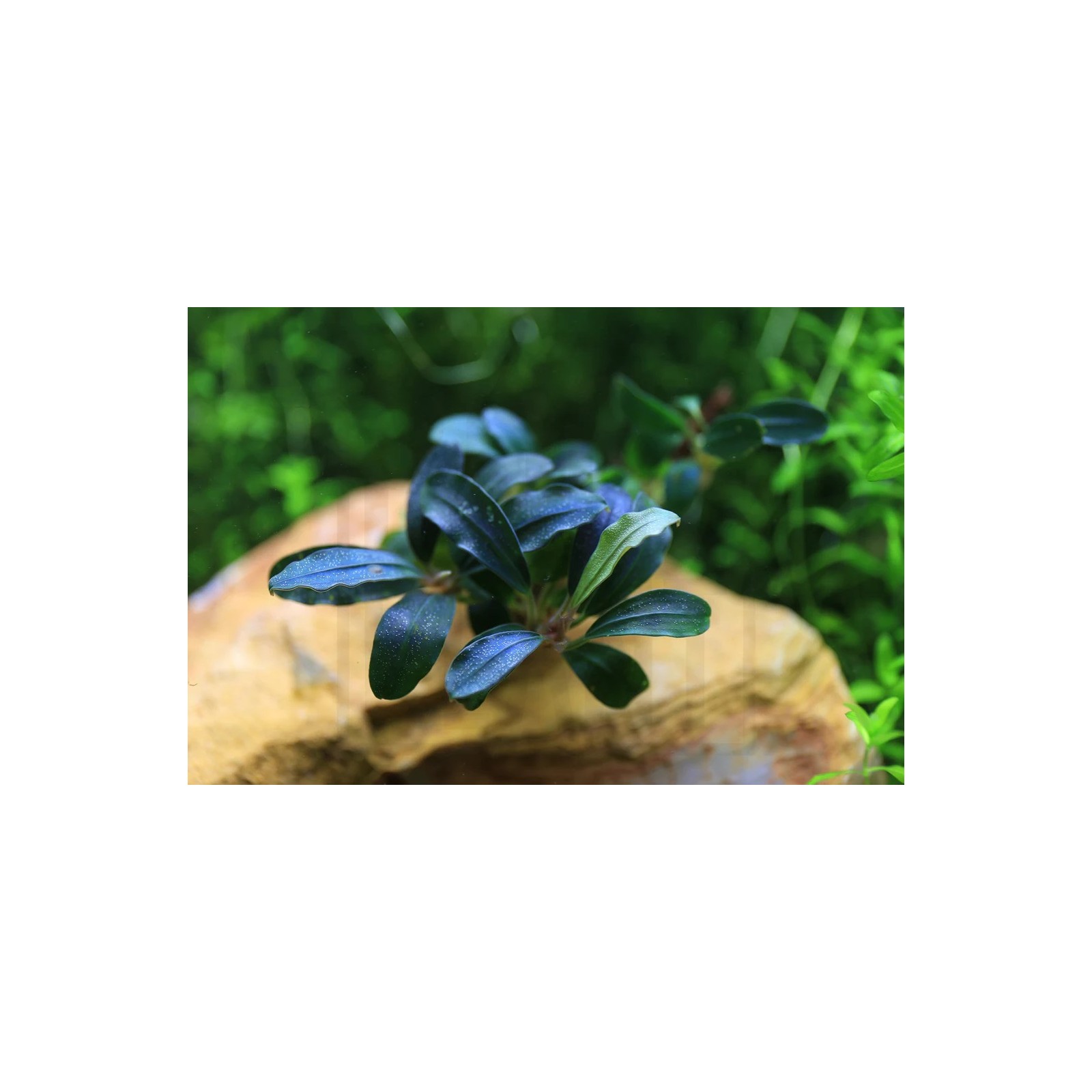 BUCEPHALANDRA DEEP PURPLE AQUAFLORA