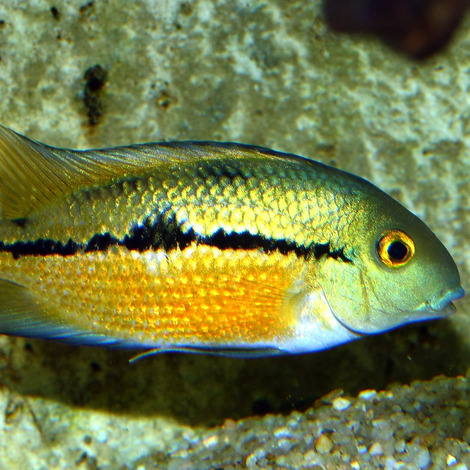 PRONOVO CICHLID GRANO M 1000ML 