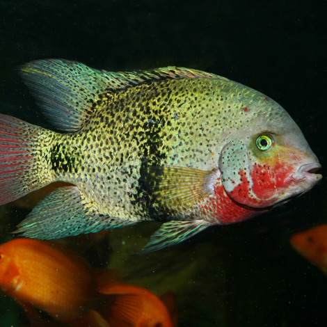 PRONOVO CICHLID GRANO XL1000ML 