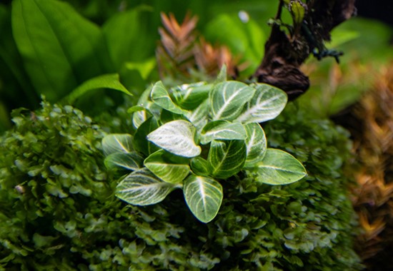 ANUBIAS BARTERI NANA var.STARDUST DENNERLE PLANTS