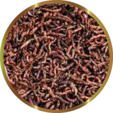 CHIRONOMUS 60g SHG
