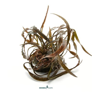 CRYPTOCORYNE SPIRALIS RED
