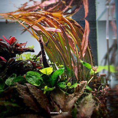CRYPTOCORYNE SPIRALIS RED