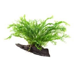 MICROSORUM PTEROPUS NARROW XL SU LEGNO