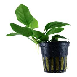 ANUBIAS NANA